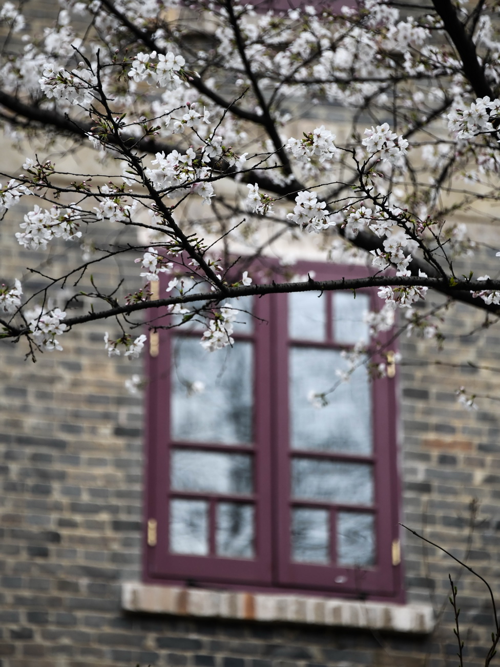 武汉大学校园一角（3月16日摄）。