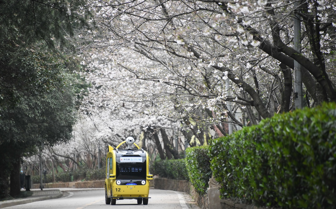 一辆5G无人摄像车在武汉大学樱花大道进行不间断无人巡游，实时采集和传输直播图像信号（3月16日摄）。