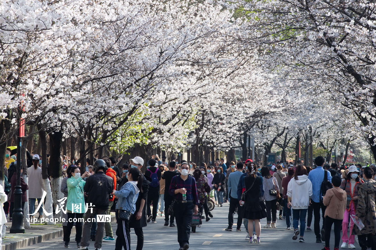 3月20日，游客在南京鸡鸣寺路观赏樱花。