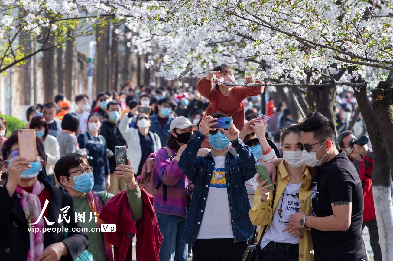 3月20日，游客在南京鸡鸣寺路观赏樱花。