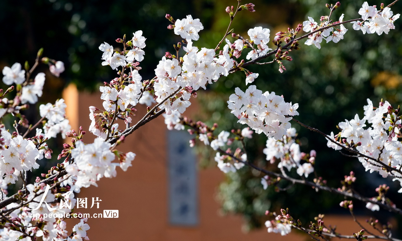 3月20日，在南京鸡鸣寺路拍摄的樱花。