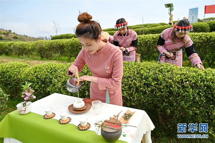 福州春茶节线上开采