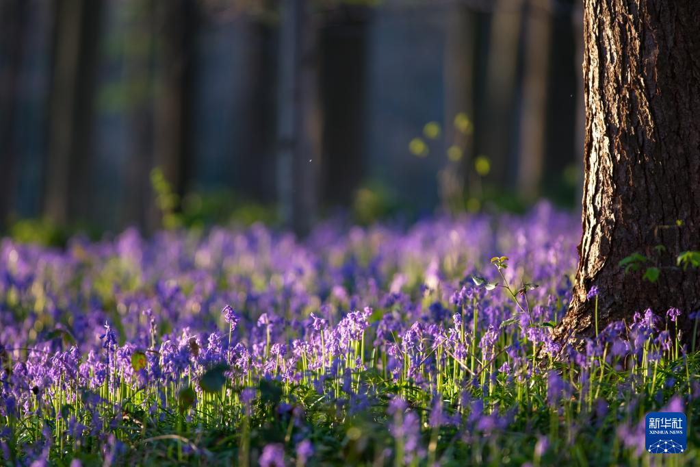 摄影图集：比利时晨光中的“紫花森林”
