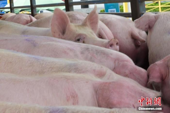 猪肉价格连涨9周，回归10元以上，养殖户松了口气