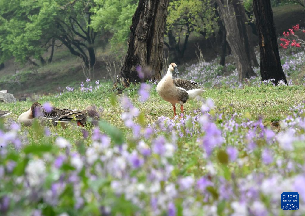 圆明园第三十一届踏青节开幕