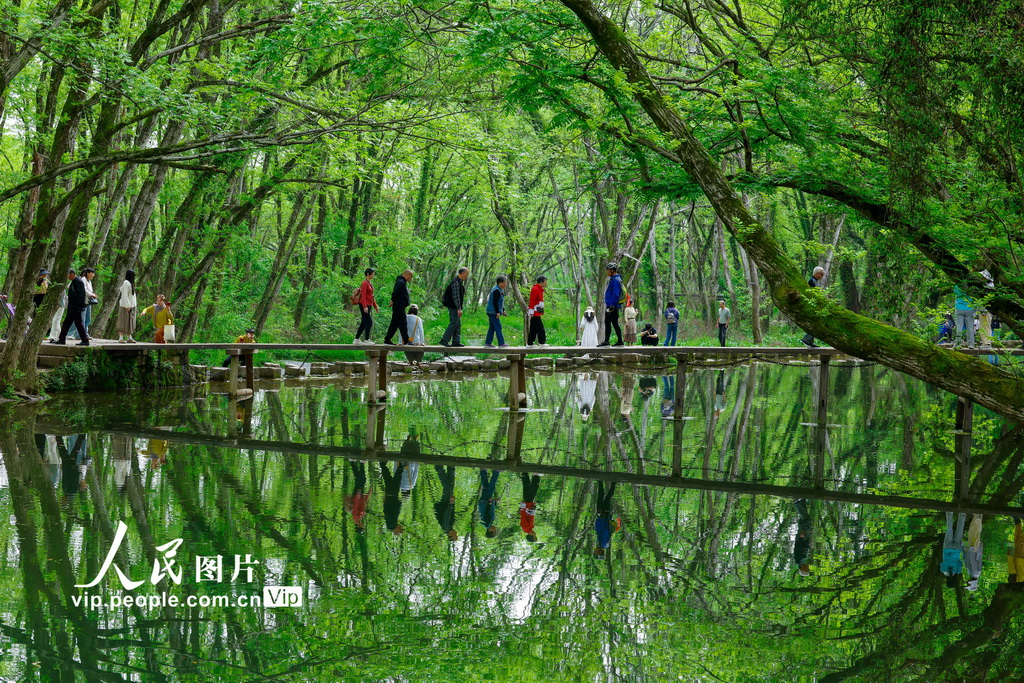 安徽黄山：春风又绿西溪南